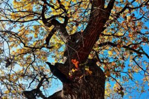 Sept to Dec 2025 Events at Ned & Genie Fritz Texas Buckeye Trail
