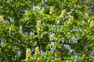 Texas Buckeye Hike for 2026 — Uninterrupted (except for Covid) since the ’80s!