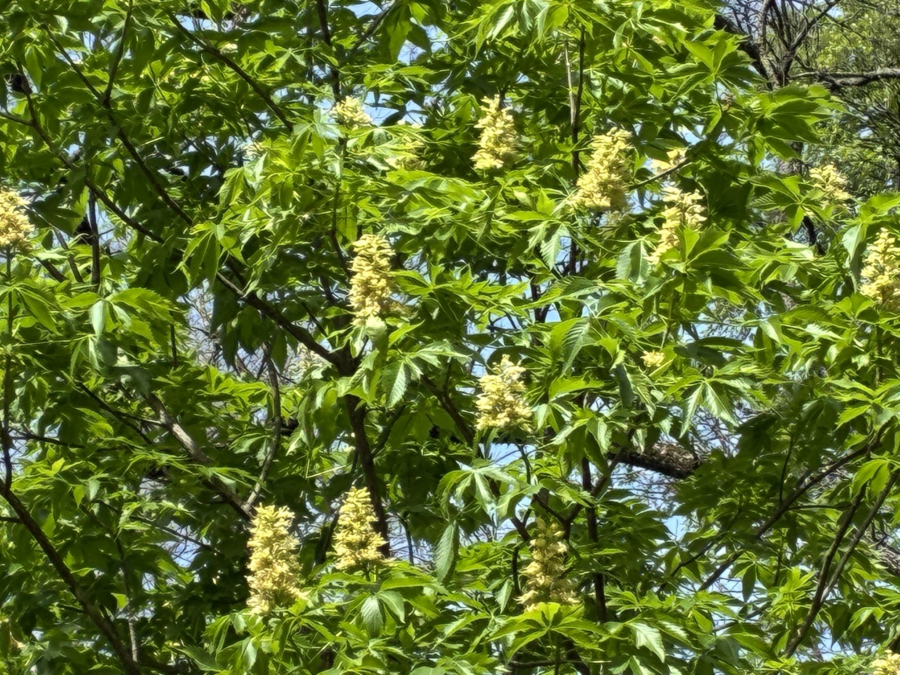Texas Buckeye Hike for 2026 — Uninterrupted (except for Covid) since the ’80s!